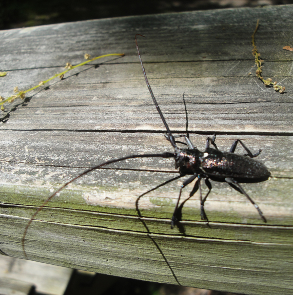 beetle1.jpg