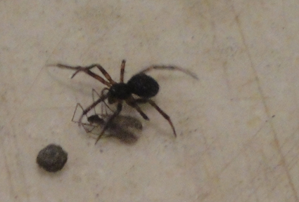 spider.jpg