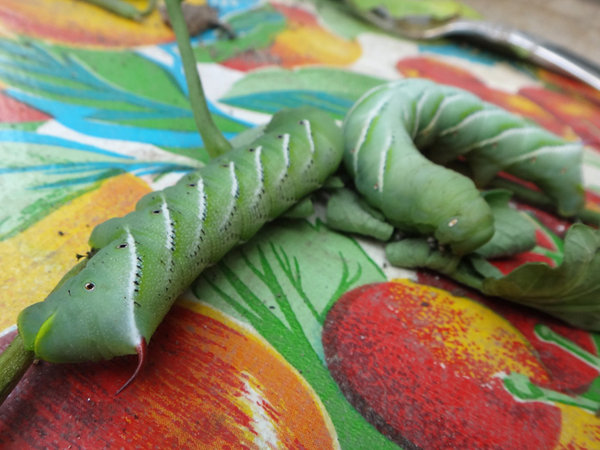 Hornworms01.jpg