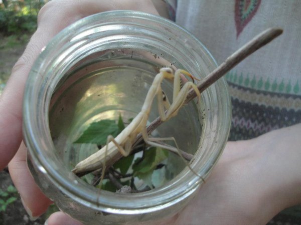 Pale mantis...pre-molting?