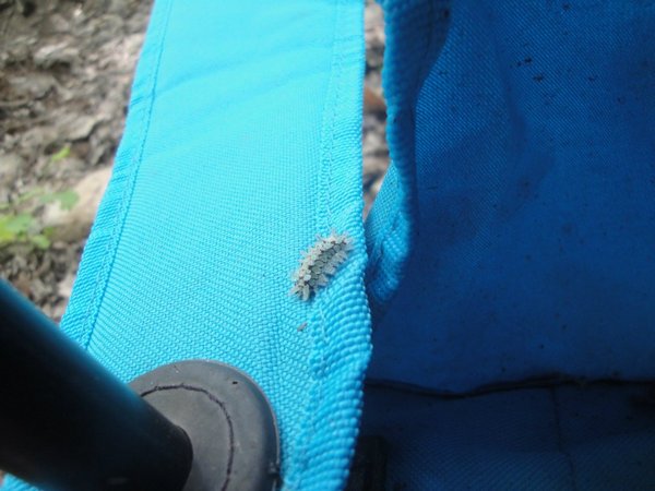 Fuzzy and spikey thing.