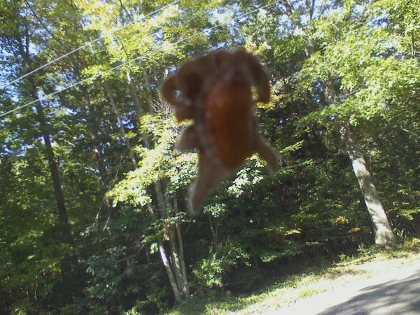 This was on our car's windshield...some kind of larval calamari insect.