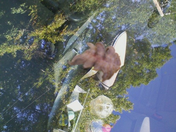 From the top, it looked more like a fuzzy leaf. Equally as weird.