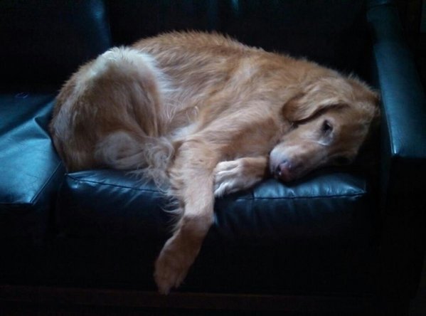 See how small and cute I am? Tiny! I could totally fit on your lap...