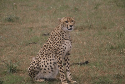 0052795-R1-E006.jpg