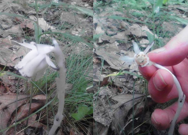 ghostflower.jpg