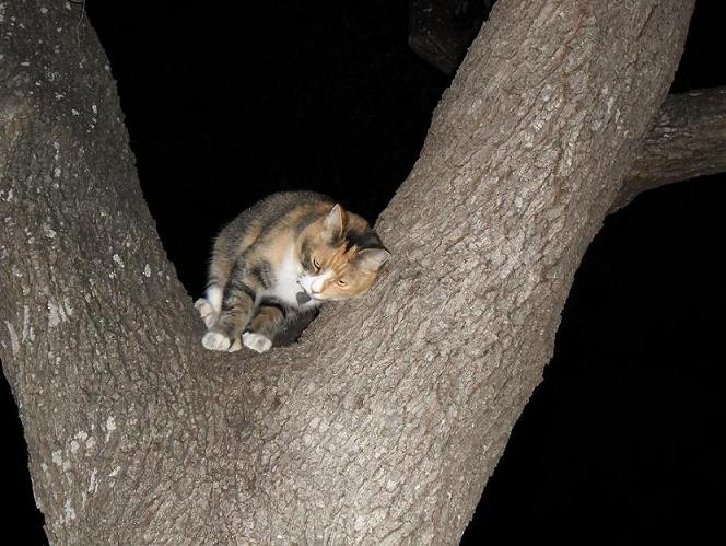 treecat3.JPG