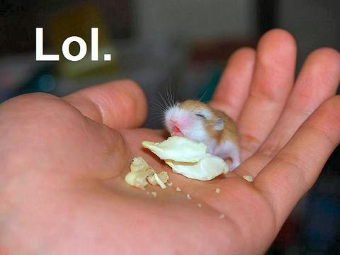 lollol.jpg