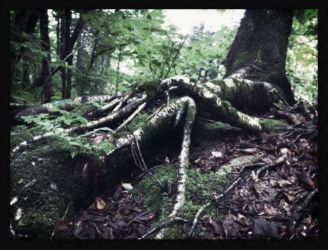 tree.jpg