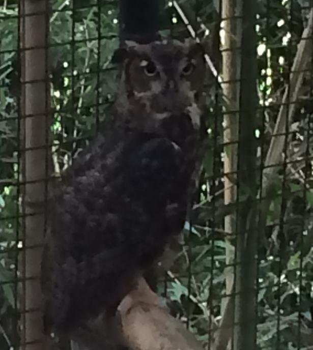 laowl.jpg