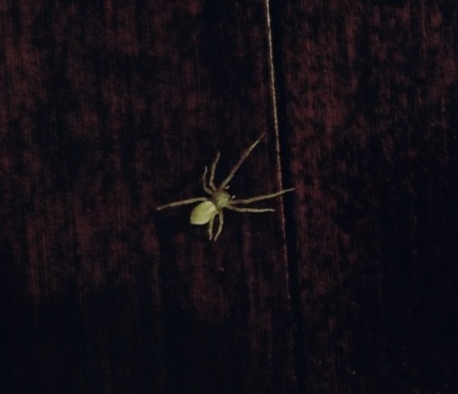 spider.jpg