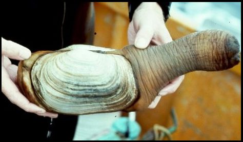 geoduck-size.jpg