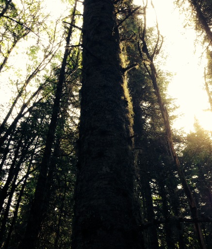 tree.jpg