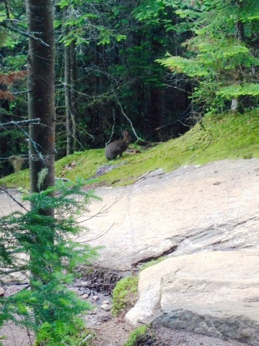 Loup 9.JPG