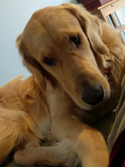 NugzSadFace.jpg