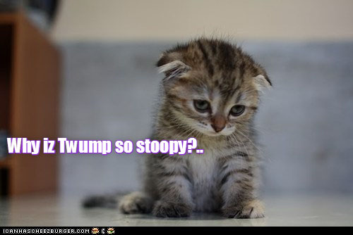 even the cats know...