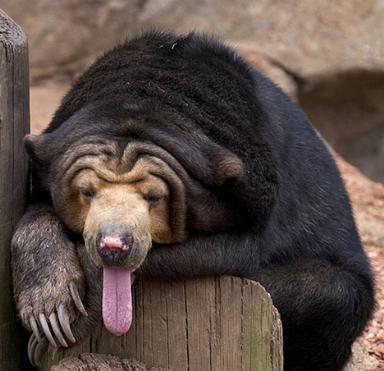 sun bear.jpg