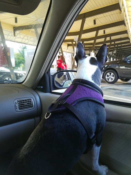 this is PJ smelling the meat and food at Burgermaster. a far cry from In N Out, which she had on our epic west coast road trip in 2017 and was insane about. but they have grass-fed meat. it's pretty good. she approved.