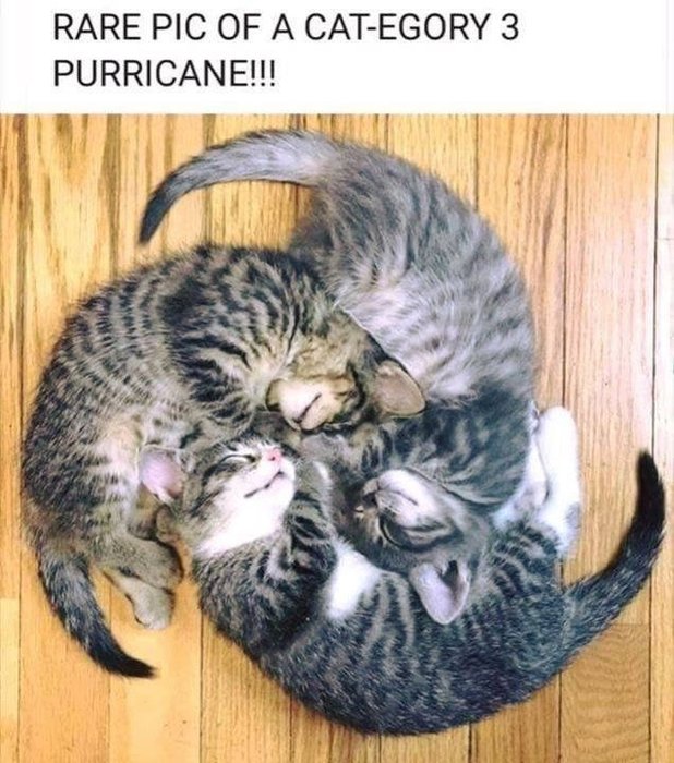 cat3.jpg