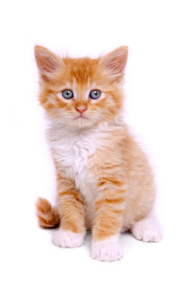 no-bonsai-kitten.jpg