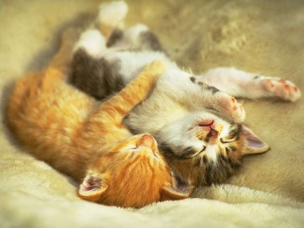 kitten-103.jpg