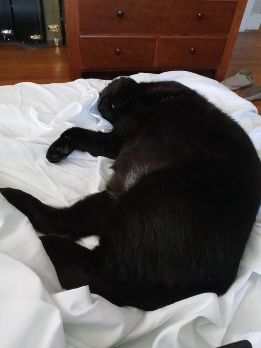 wake me up when the toona arrives, hoomin.