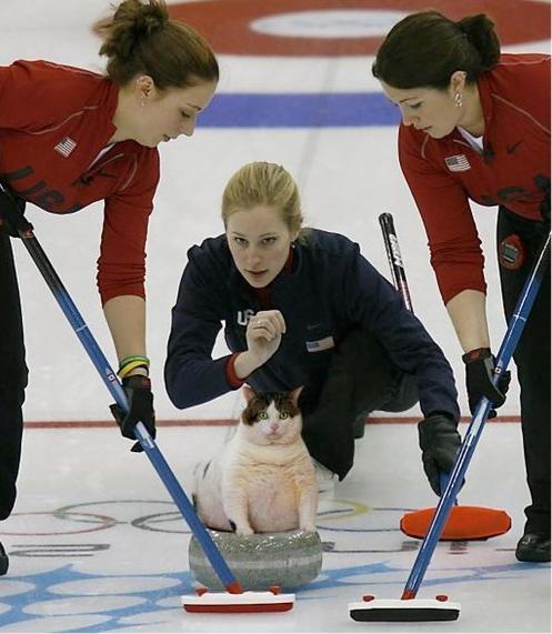 cat_curling.jpg