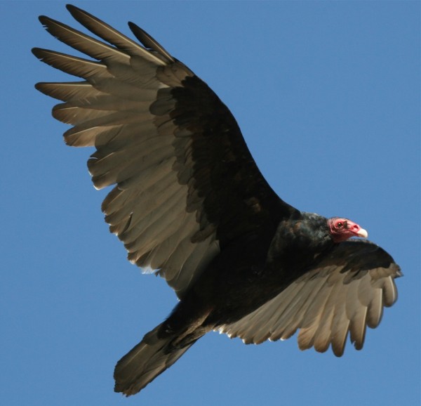 turkey-vulture.jpg