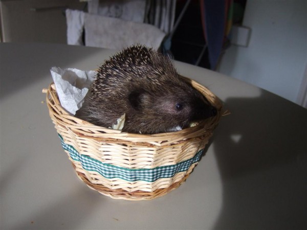 DSCF4211 (Medium).JPG