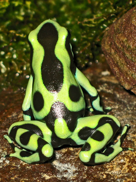 poison-arrow-frog-l-3.jpg