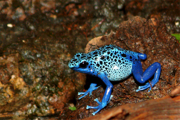 BluePoisonArrowFrog.jpg
