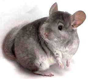 chinchilla1.jpg