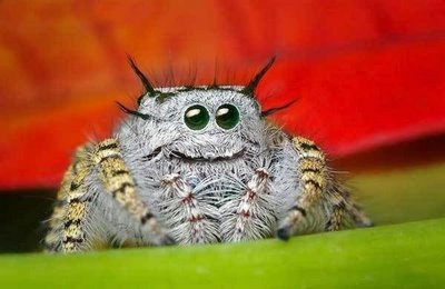 happy fuzz