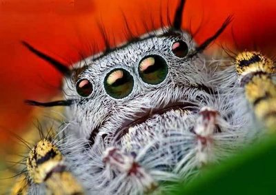 sad fuzz