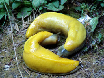 360px-Two_Banana_Slugs.jpg