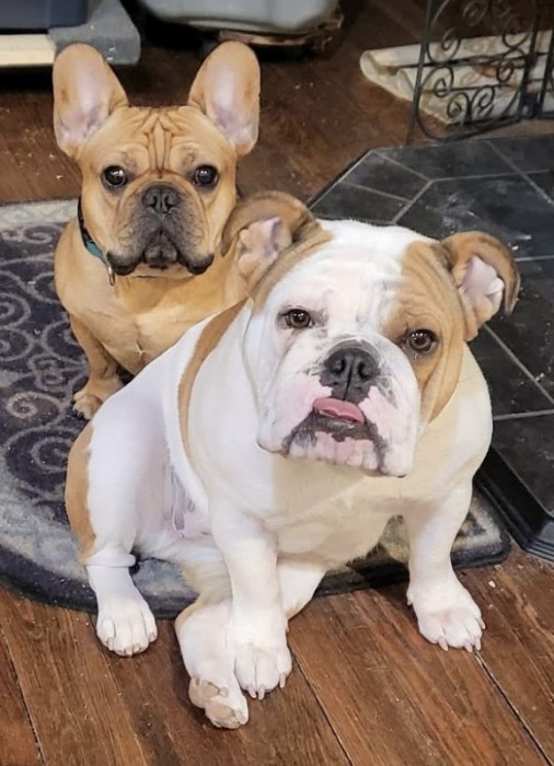 dogs.jpg (111.52 KiB) Viewed 34963 times Daisy and Elmo.